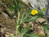 Potentilla caucasica