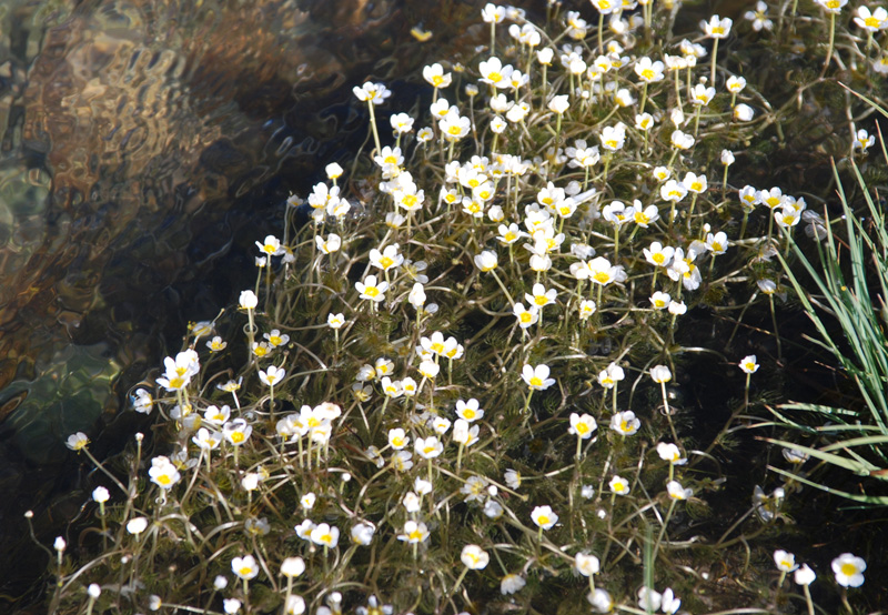 Изображение особи Ranunculus subrigidus.