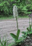 Orchis purpurea подвид caucasica. Цветущее растение (белоцветковая форма). Краснодарский край, Абинский р-н, у лесной дороги. 14.05.2020.