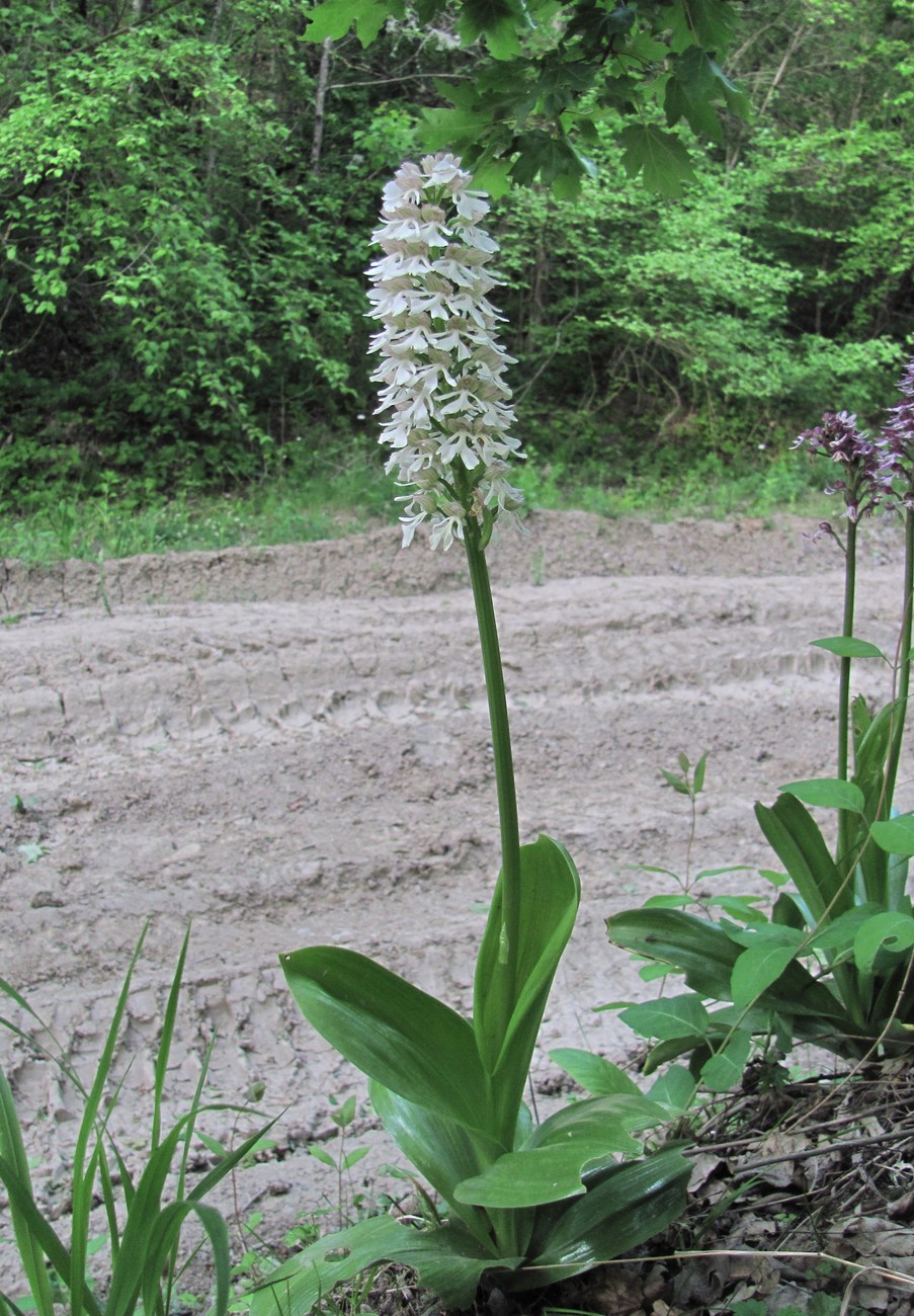 Image of Orchis purpurea ssp. caucasica specimen.