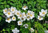 Anemone sylvestris