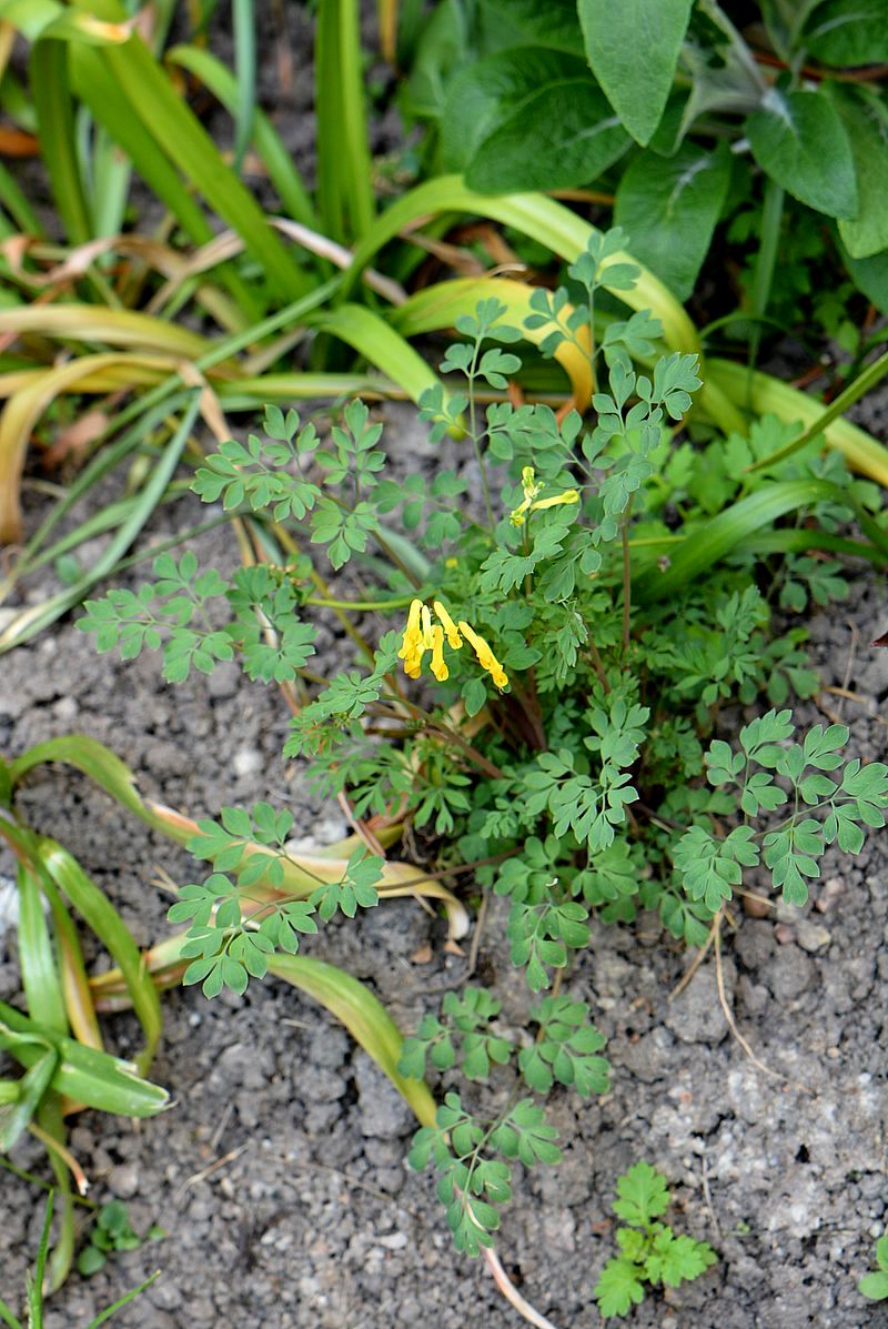 Изображение особи род Corydalis.