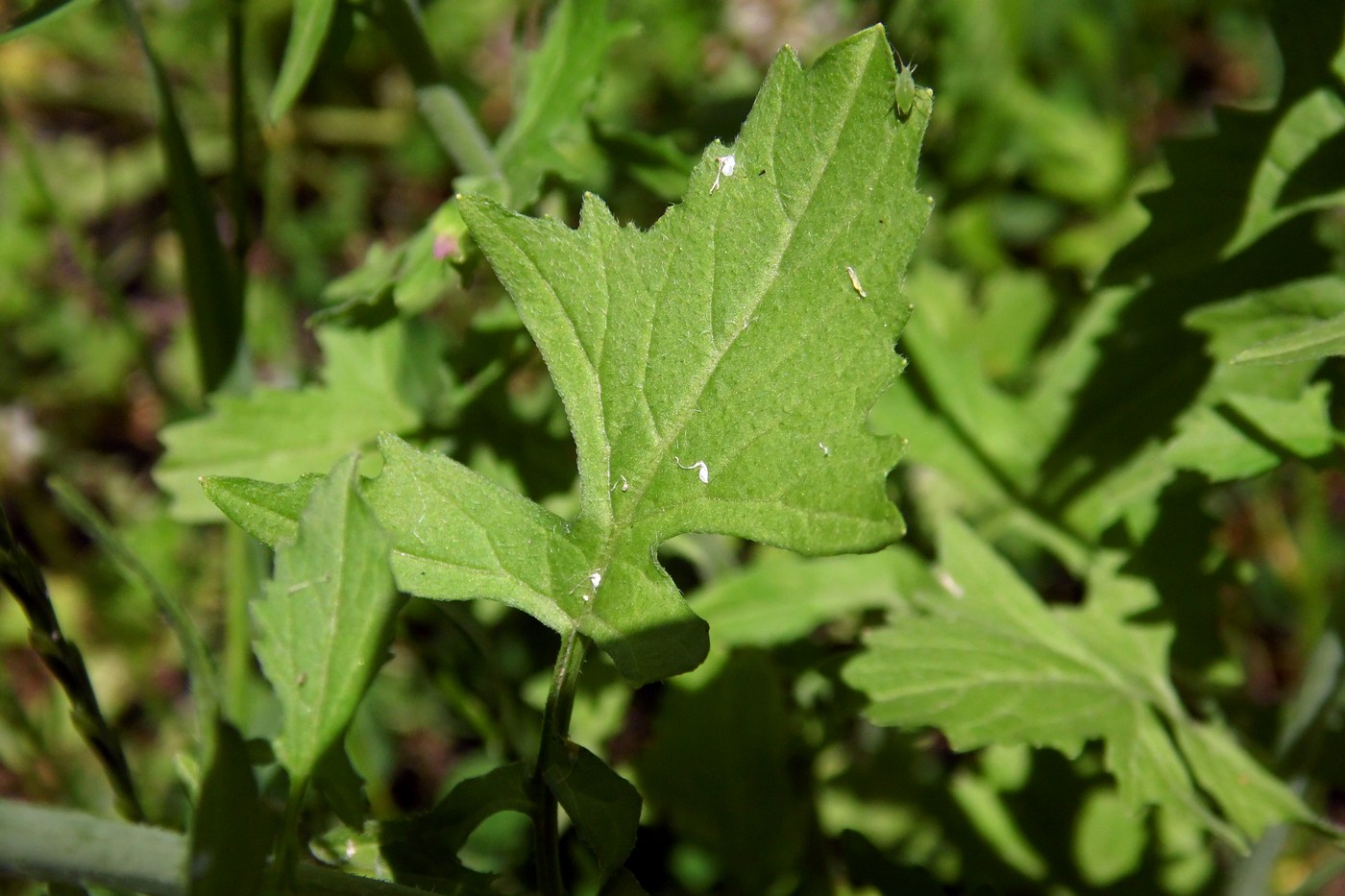 Изображение особи Sisymbrium officinale.