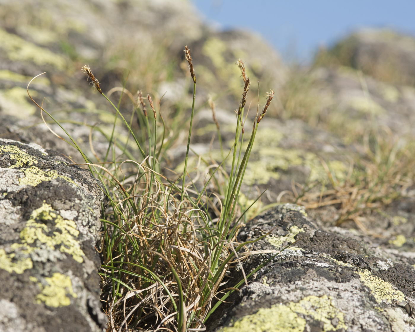 Изображение особи Carex rupestris.