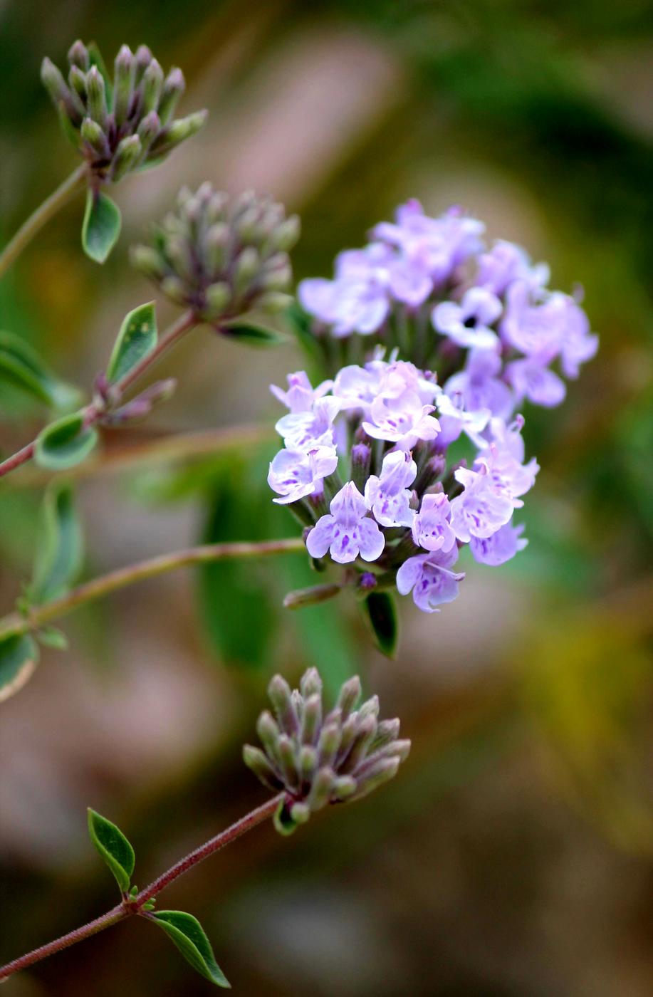 Image of Ziziphora clinopodioides specimen.