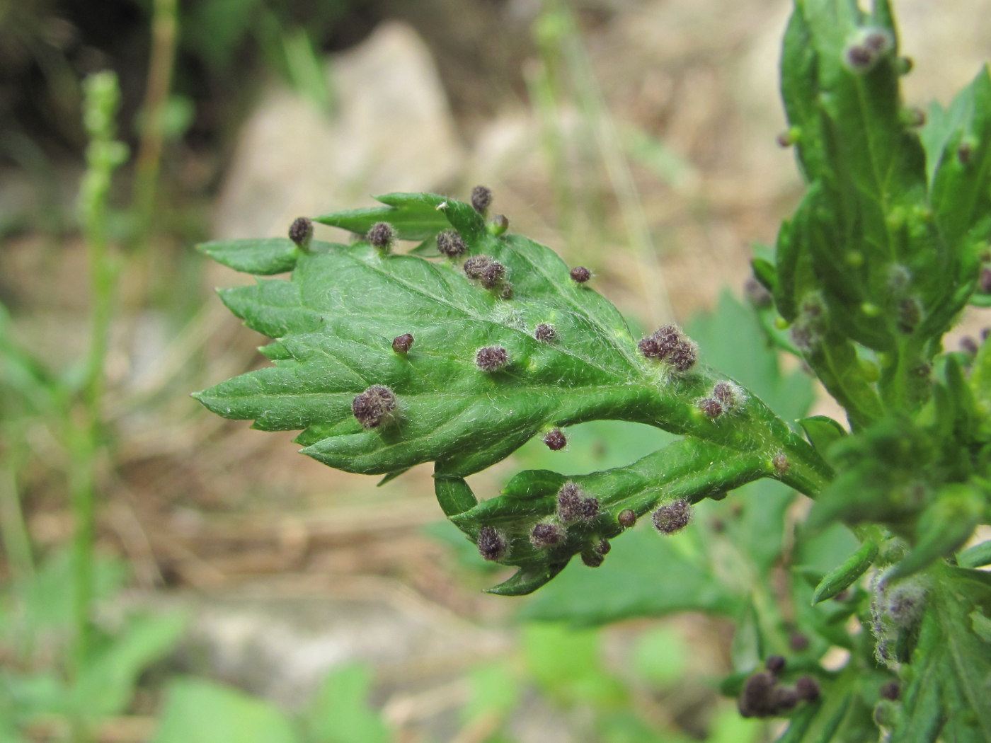 Изображение особи Artemisia vulgaris.