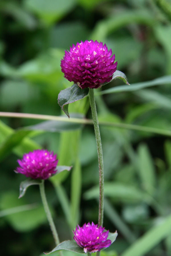 Изображение особи Gomphrena globosa.