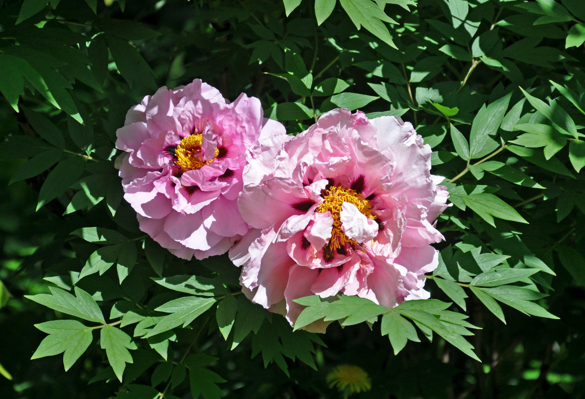 Image of Paeonia suffruticosa specimen.