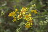 род Senecio