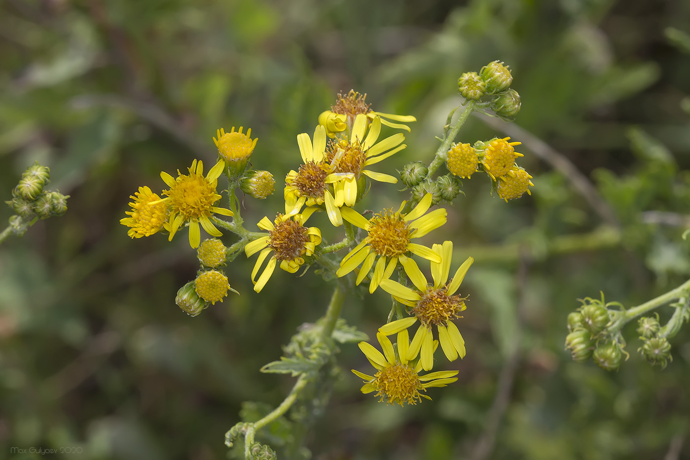 Image of genus Senecio specimen.