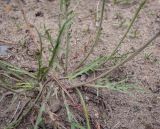 Scorzoneroides autumnalis