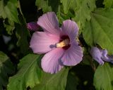 Hibiscus syriacus