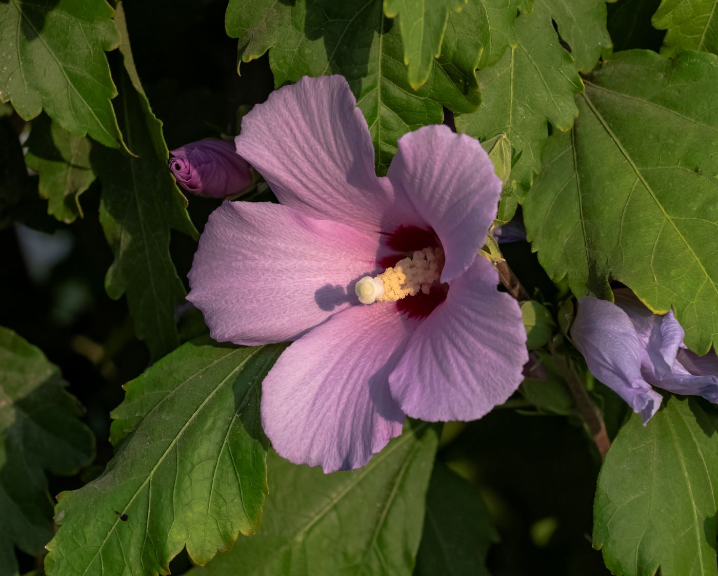 Image of Hibiscus syriacus specimen.