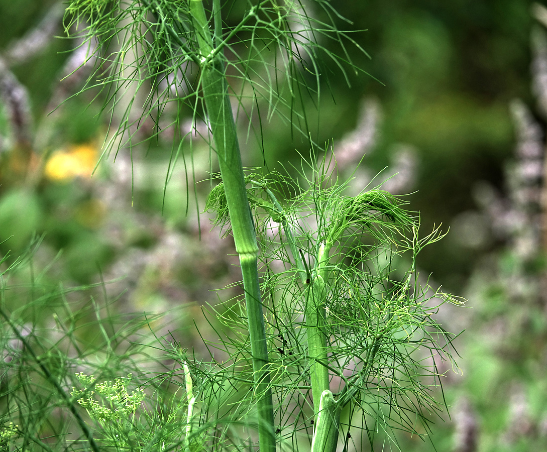 Изображение особи Foeniculum vulgare.
