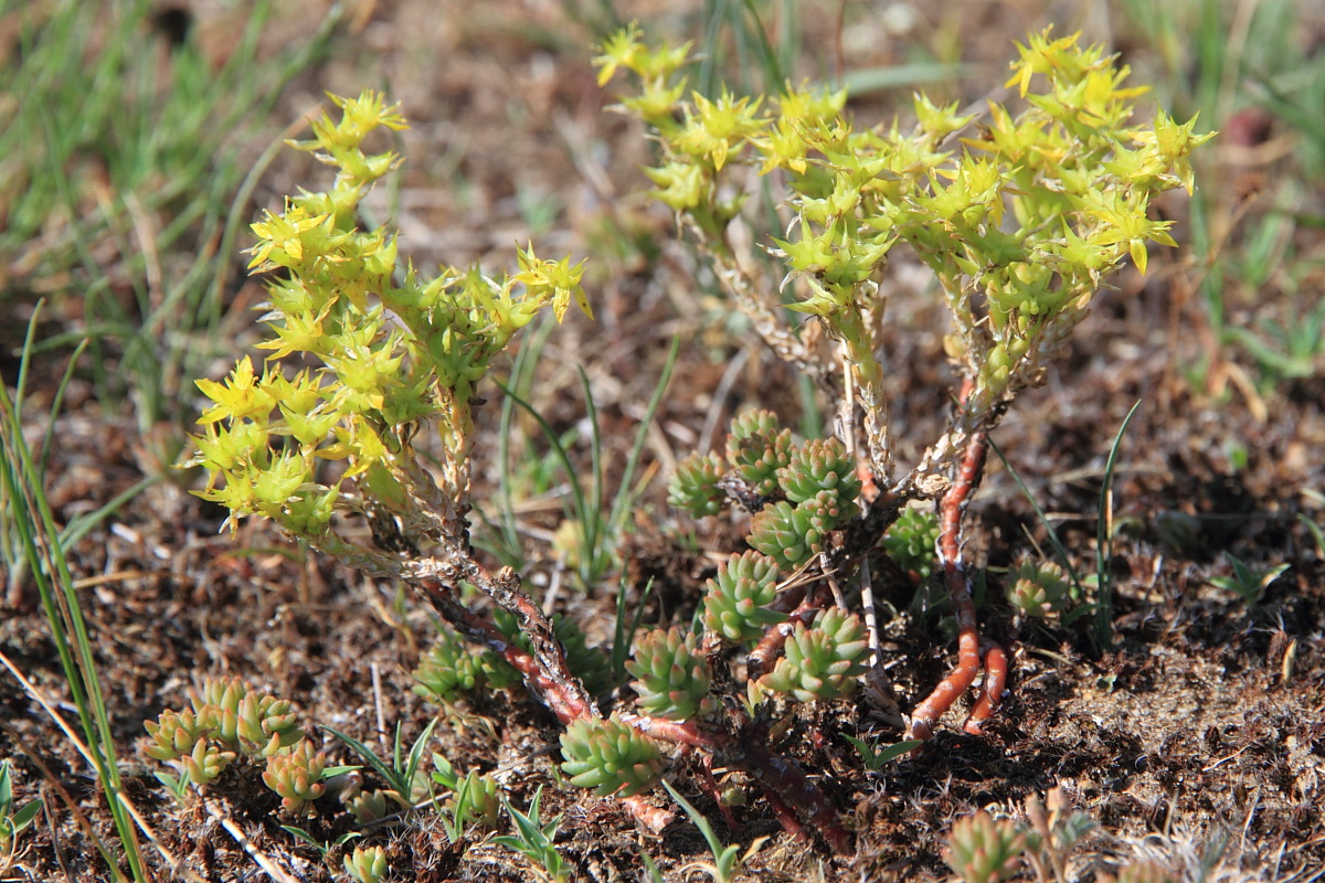 Image of Sedum hillebrandii specimen.