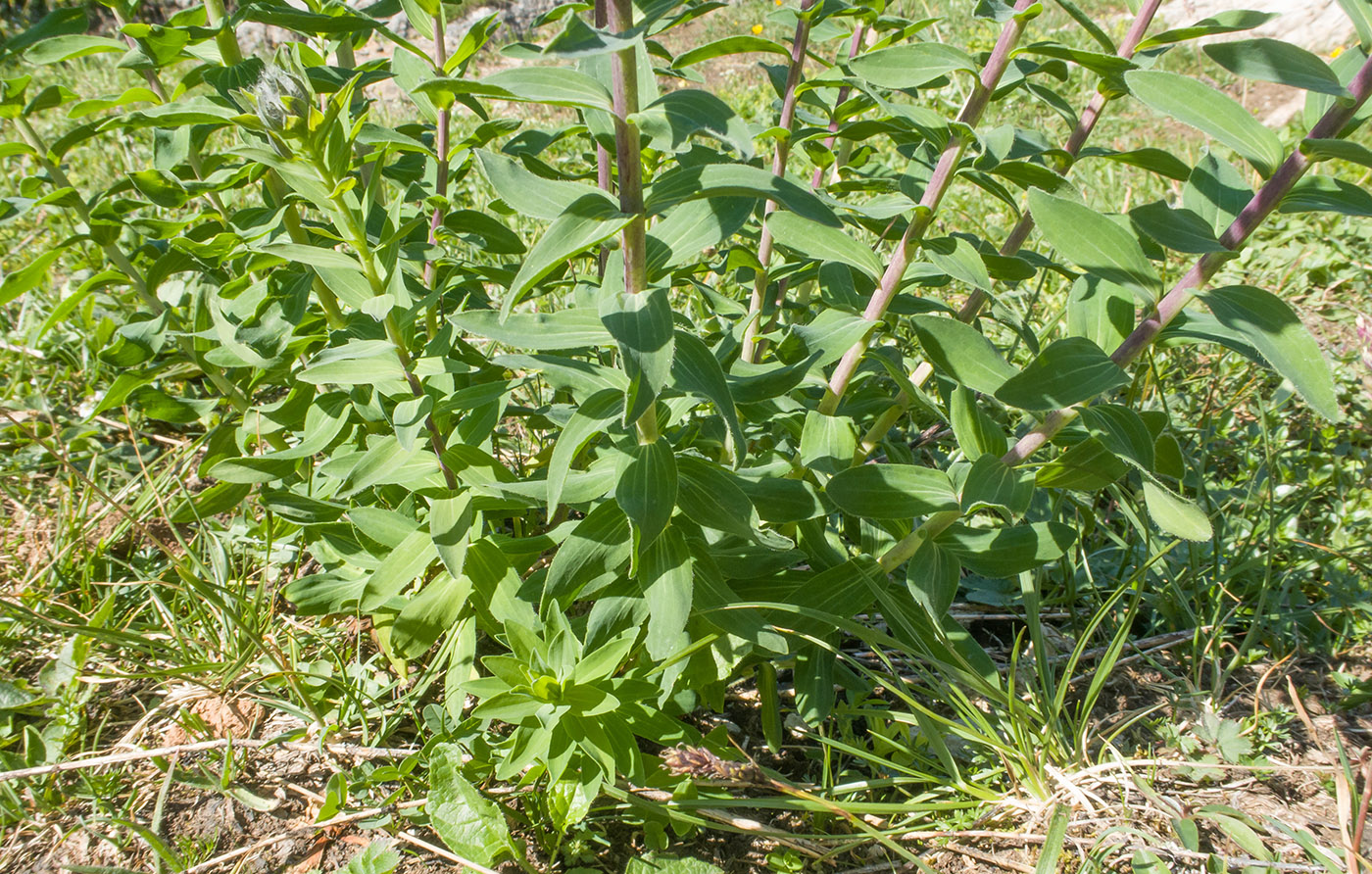 Изображение особи Linum hypericifolium.