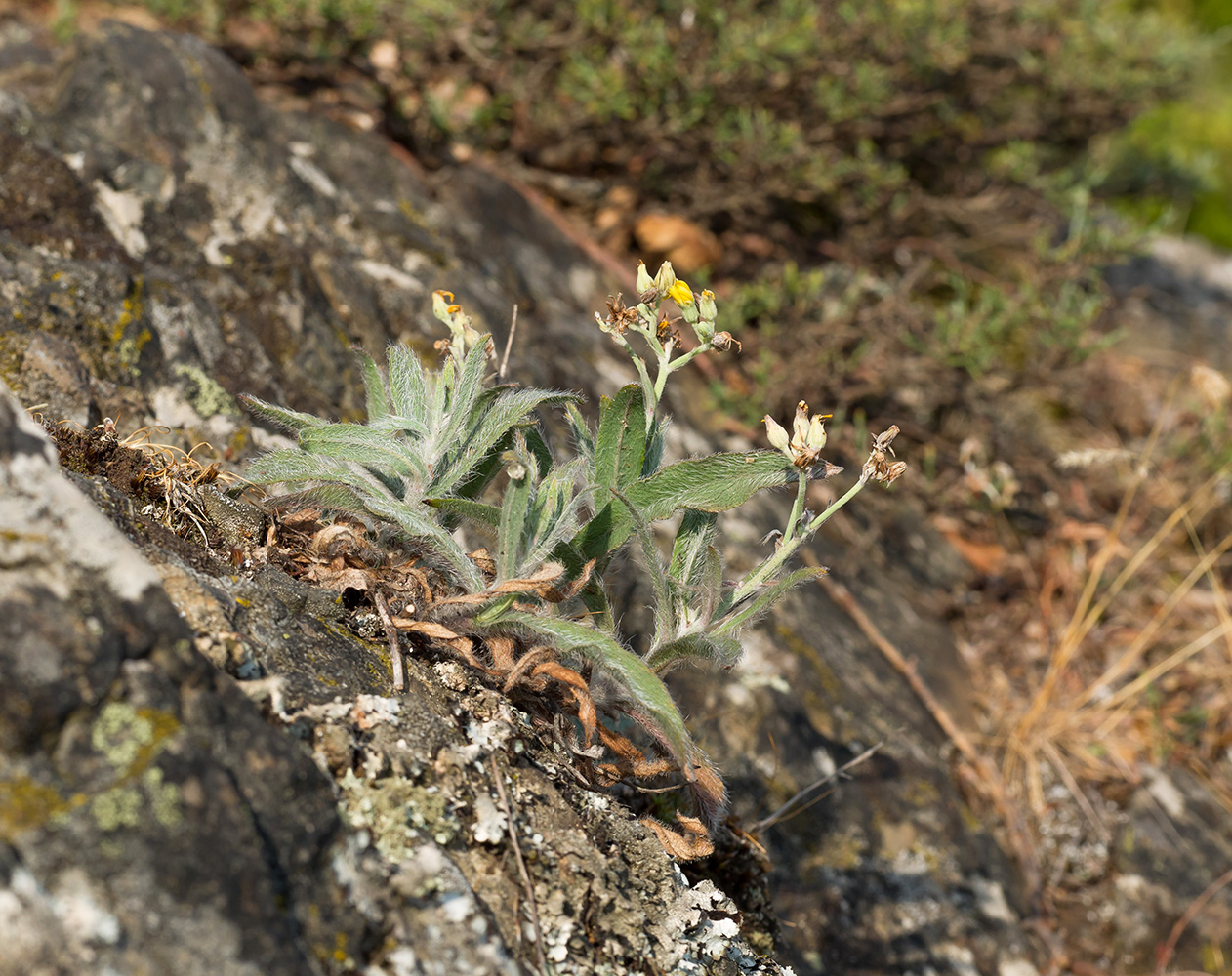 Изображение особи Pilosella echioides.