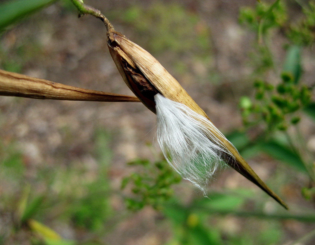 Image of Vincetoxicum hirundinaria specimen.