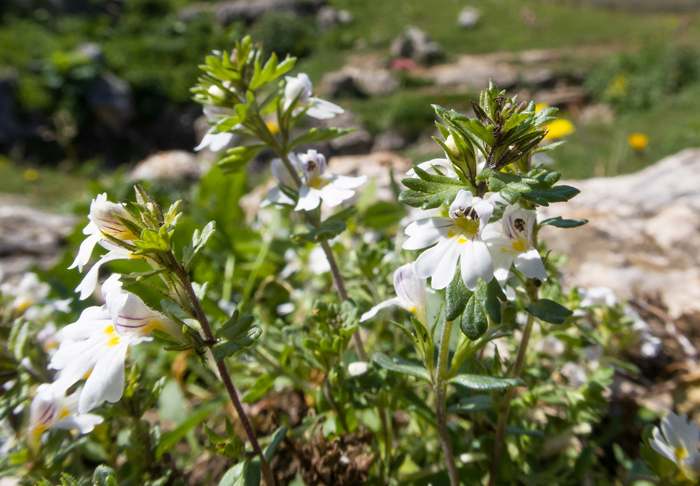 Изображение особи род Euphrasia.