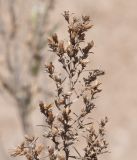 Pechuel-loeschea leubnitziae. Верхушка веточки с соплодиями. Намибия, регион Erongo, ок. 10 км к востоку от г. Свакопмунд, пустыня Намиб, национальный парк \"Dorob\". 03.03.2020.