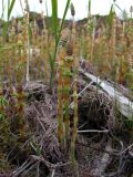 Equisetum sylvaticum