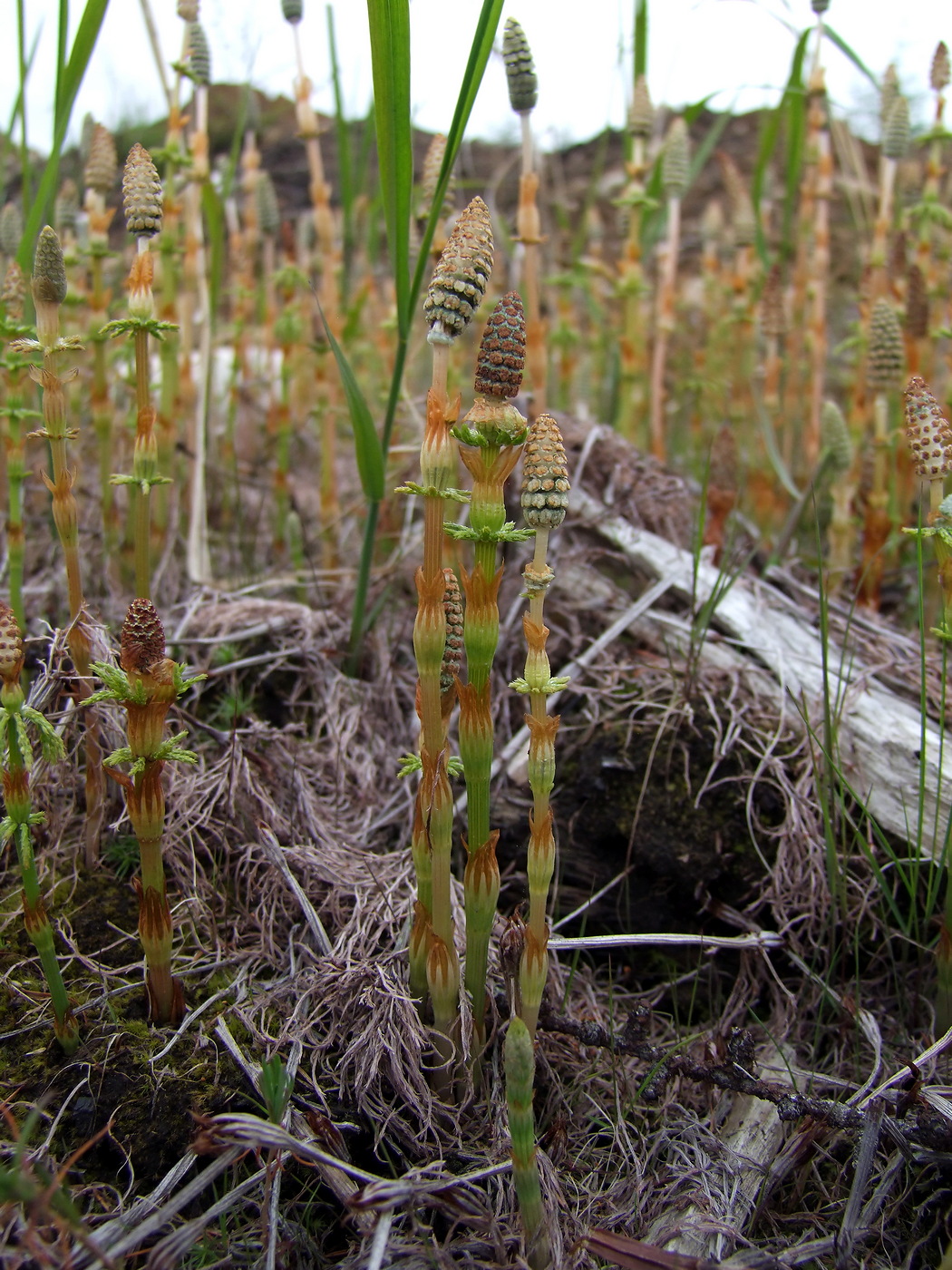 Изображение особи Equisetum sylvaticum.