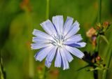 Cichorium intybus. Соцветие. Московская обл., Раменский гор. округ, окр. пос. Гжель, луг. 01.07.2020.