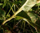 Persicaria amphibia. Часть побега с основанием листа. Тверская обл., Весьегонский р-н, с. Чистая Дуброва, луг. 24 июля 2020 г.