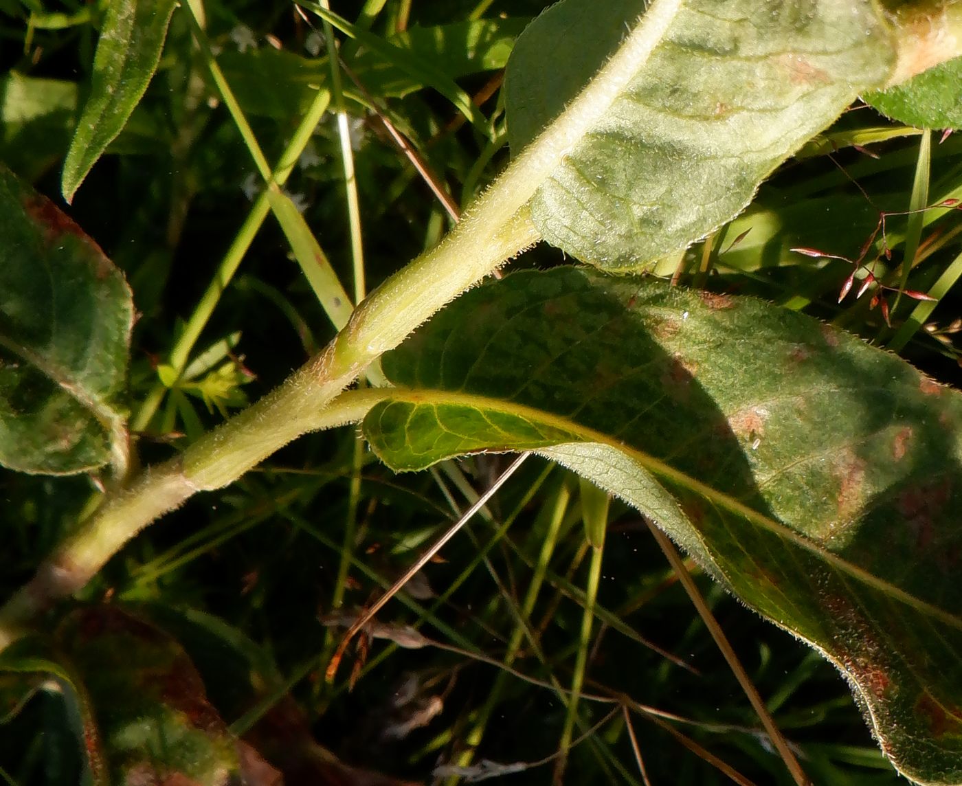 Image of Persicaria amphibia specimen.