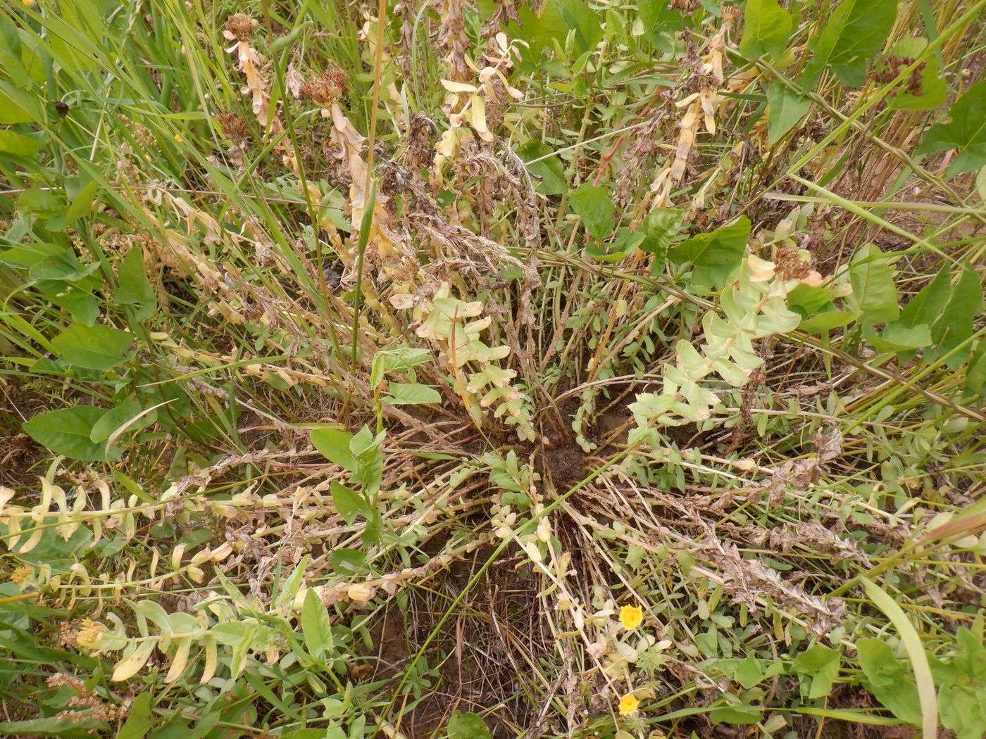 Image of Rhodiola rosea specimen.