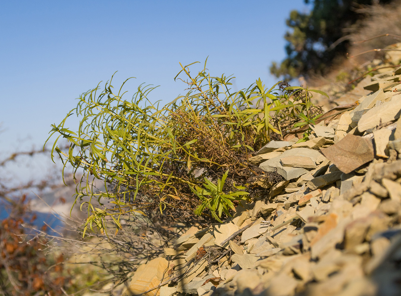 Image of Veronica filifolia specimen.