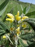 Phlomis bucharica