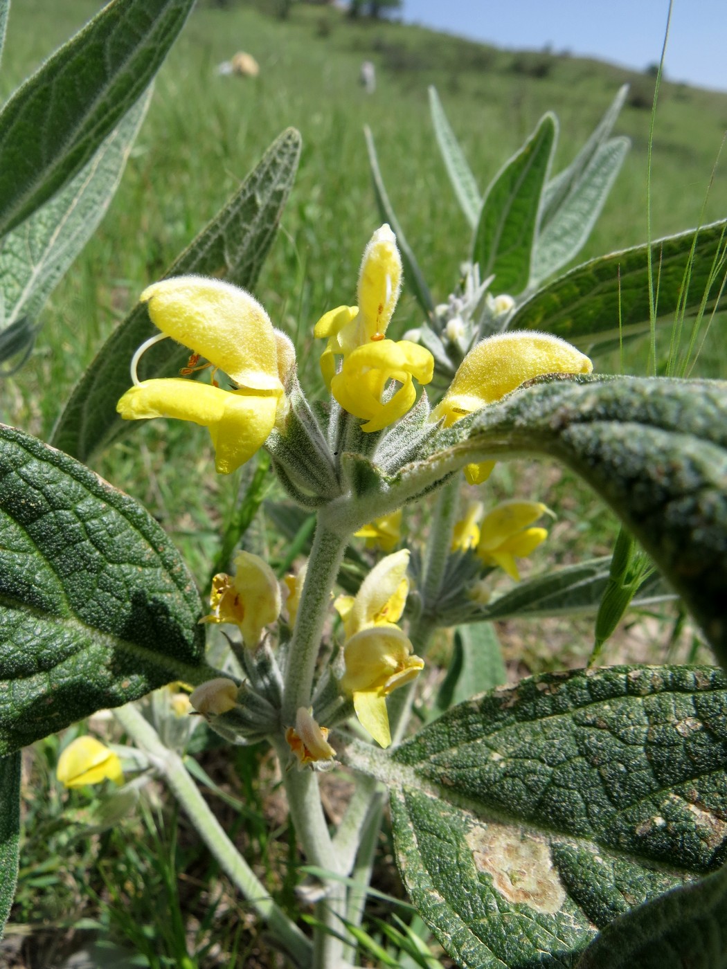 Изображение особи Phlomis bucharica.