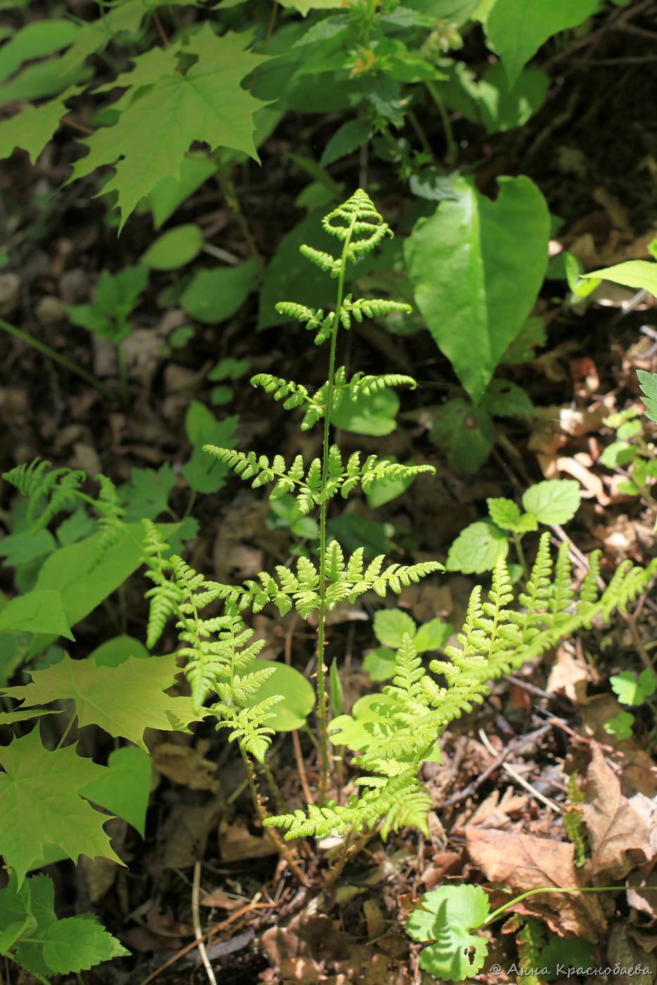 Image of Dryopteris carthusiana specimen.