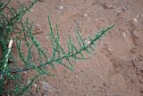 genus Salsola. Верхушка ветви вегетирующего растения. Астраханская обл., Харабалинский р-н, берег р. Ашулук, глинистый склон. 21.08.2020.