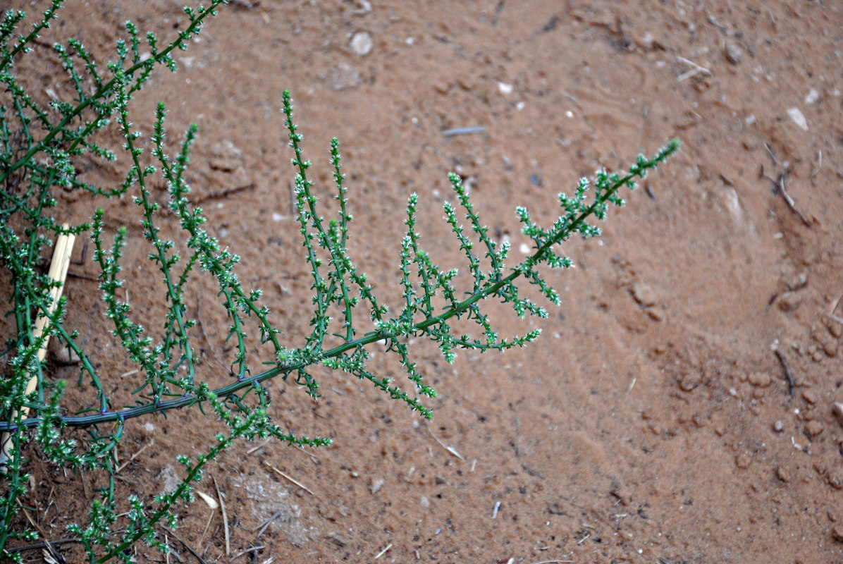 Изображение особи род Salsola.