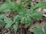 Cardamine quinquefolia