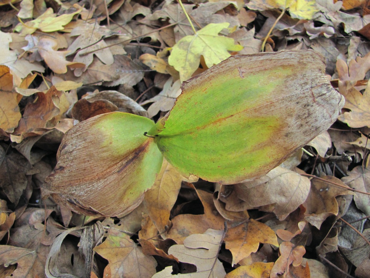 Image of Convallaria majalis specimen.