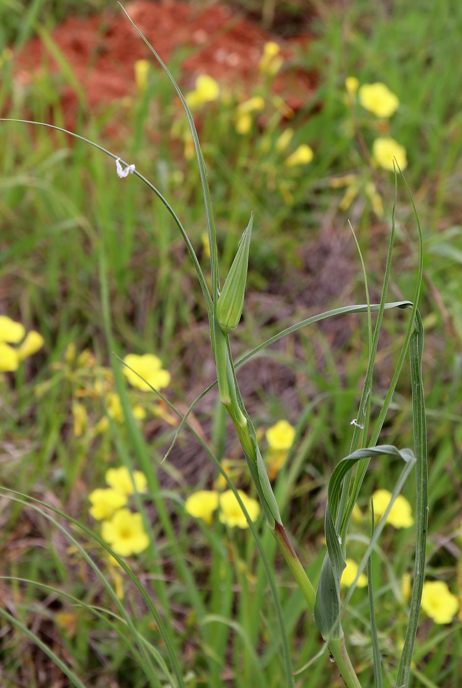 Image of Tragopogon porrifolius ssp. longirostris specimen.