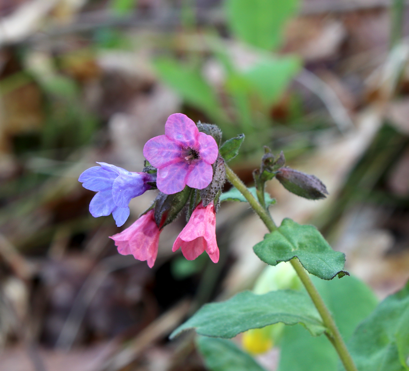 Изображение особи Pulmonaria obscura.