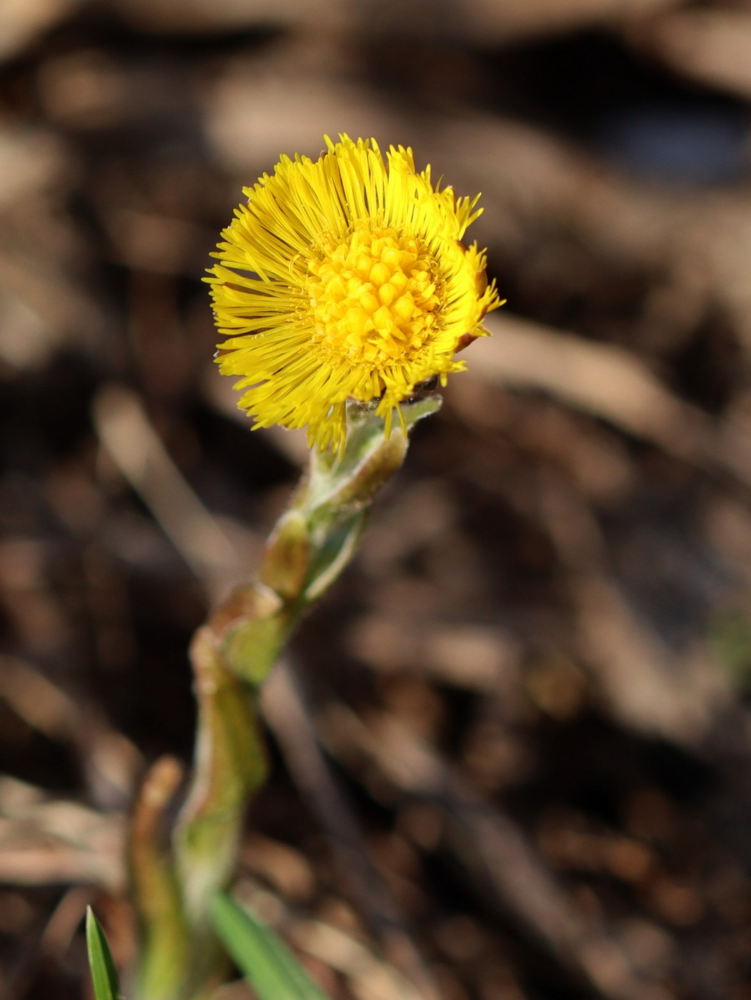 Image of Tussilago farfara specimen.