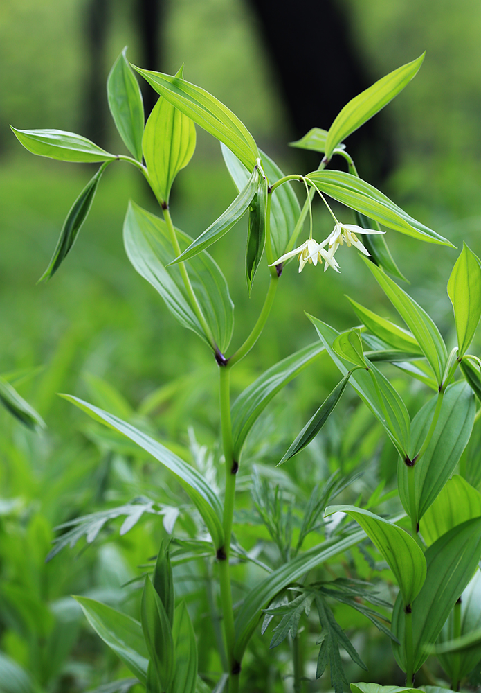 Изображение особи Disporum smilacinum.