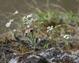 Schivereckia podolica