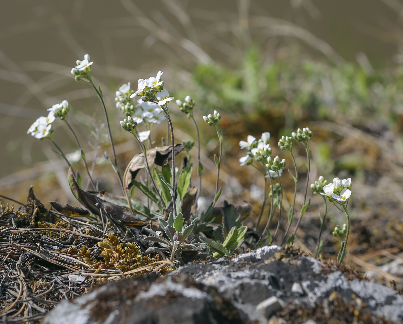 Изображение особи Schivereckia podolica.