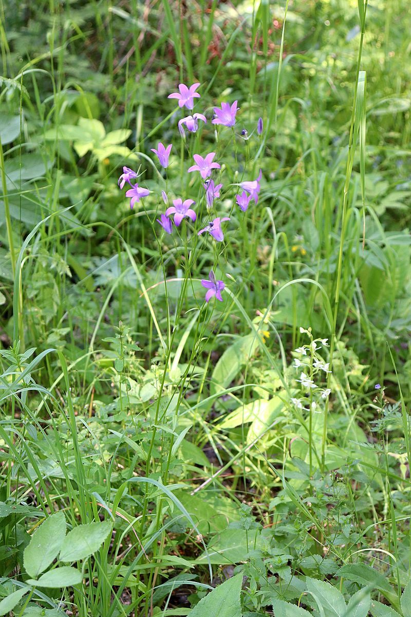 Image of Campanula patula specimen.