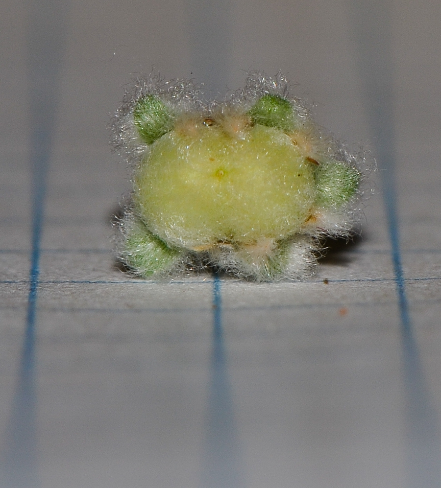 Image of Dichondra argentea specimen.