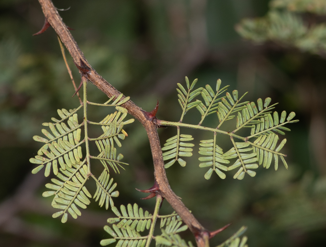 Изображение особи Mimosa aculeaticarpa.