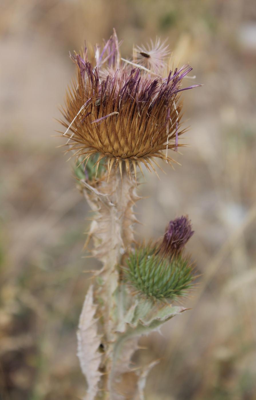 Image of Onopordum acanthium specimen.