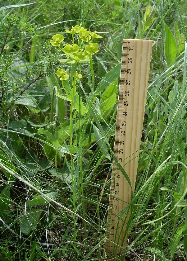 Image of Euphorbia seguieriana specimen.