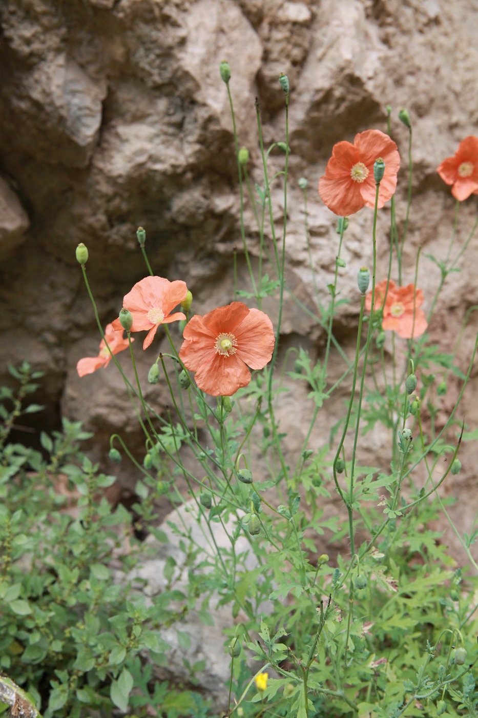 Image of Papaver fugax specimen.
